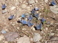 Kretania brethertoni