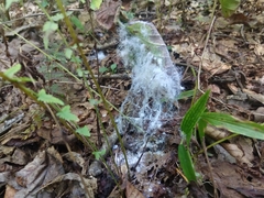 Aleurodicus rugioperculatus