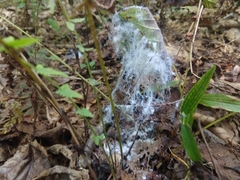 Aleurodicus rugioperculatus