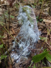 Aleurodicus rugioperculatus