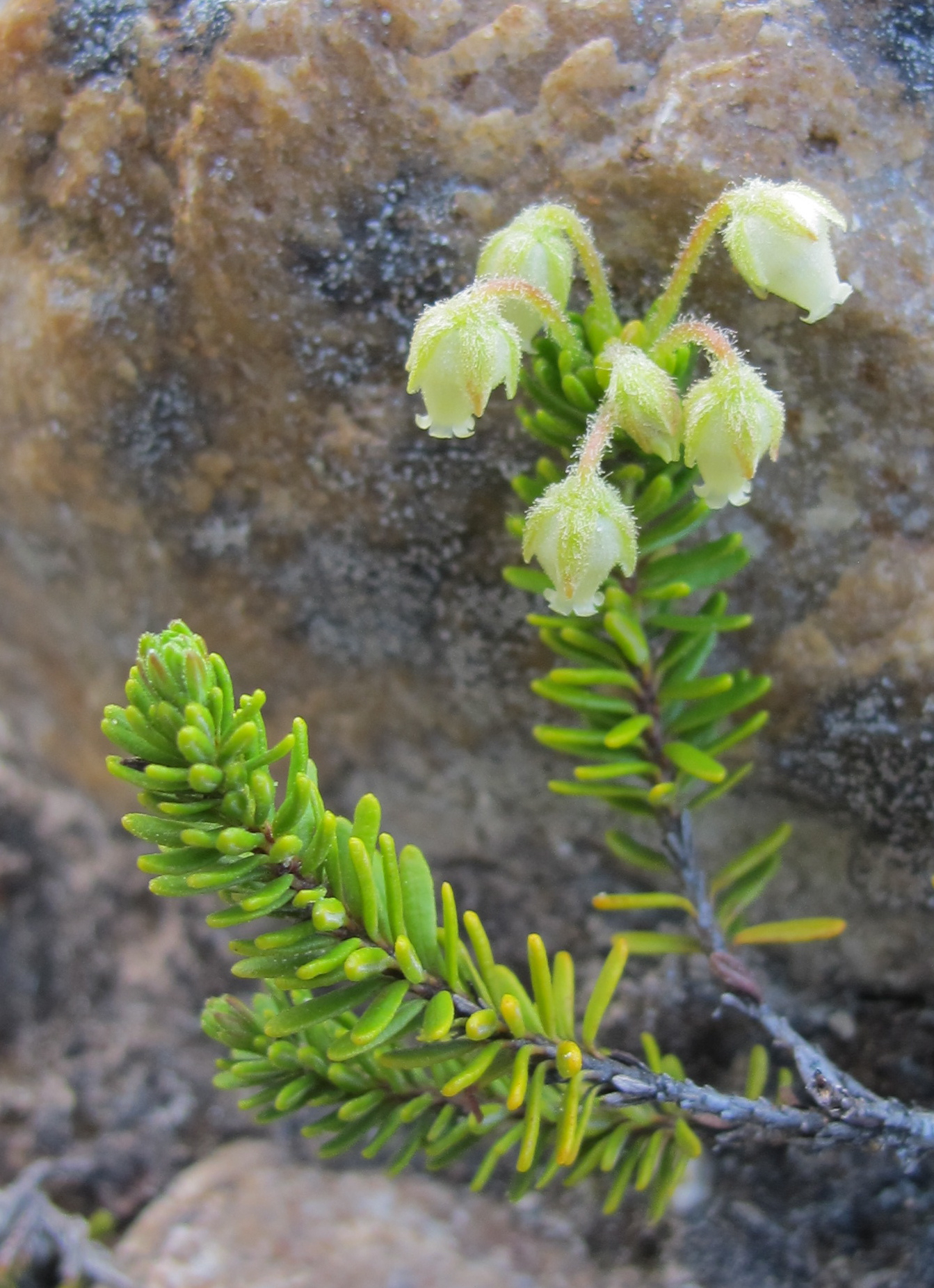 Phyllodoce glanduliflora
