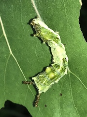 Limenitis archippus archippus