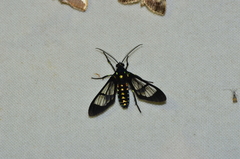 Cosmosoma xanthosticta