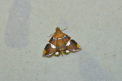 Eulepidotis perlata