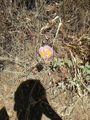 Calochortus plummerae