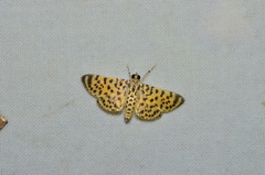 Polygrammodes maculiferalis