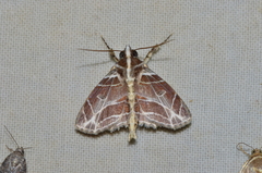 Dolichosomastis leucogrammica