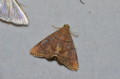 Eulepidotis caeruleilinea