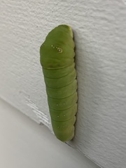 Papilio multicaudata