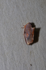 Maschane erratipennis