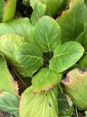 Bergenia