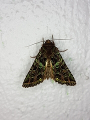 Heterochroma beryllus