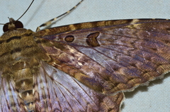 Feigeria scops