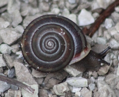 Webbhelix multilineata