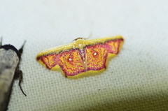 Leptostales vitticostata