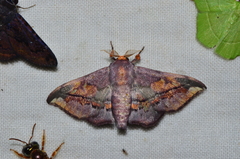 Arianula haxairei