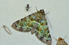 Coenipeta aniloba
