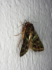 Heterochroma beryllus