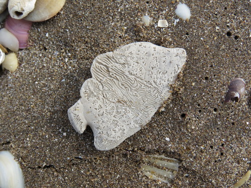 Encope emarginata