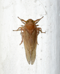 Pareuidella