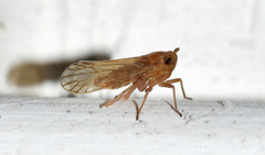 Pareuidella