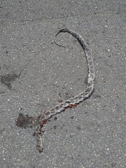 Pseudelaphe phaescens