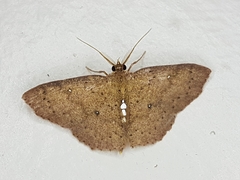 Cyclophora megista