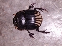 Dichotomius colonicus