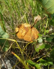 Disholcaspis spongiosa