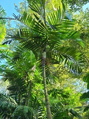 Ptychosperma elegans