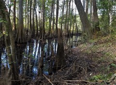 Pseudopolydesmus paludicolus