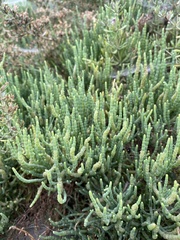 Arthroceras subterminale