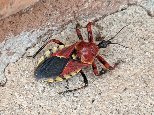Yellow-bellied Bee Assassin