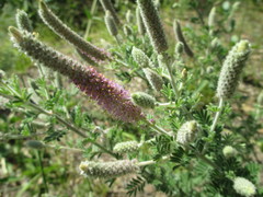 Dalea villosa