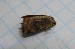 Cryptocala acadiensis