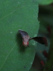 Eutreta noveboracensis