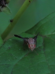 Eutreta noveboracensis