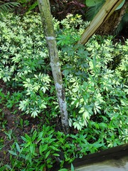 Ptychosperma elegans