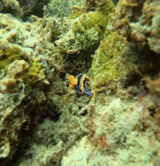 Chromodoris kuiteri