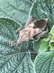 Piezogaster indecorus