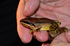 Leptodactylus mystaceus
