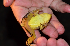 Leptodactylus mystaceus