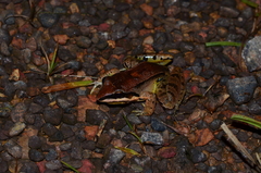 Leptodactylus mystaceus
