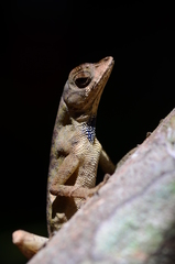 Anolis chrysolepis