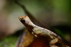 Anolis chrysolepis