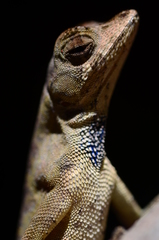Anolis chrysolepis