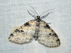 Lobophora nivigerata