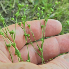 Linum medium