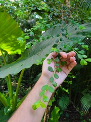 Erythroxylum brevipes