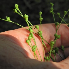 Linum medium